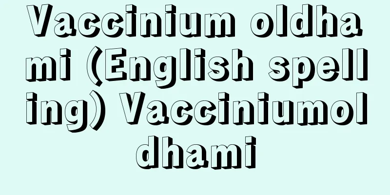 Vaccinium oldhami (English spelling) Vacciniumoldhami