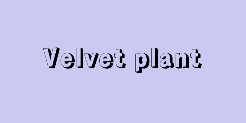 Velvet plant
