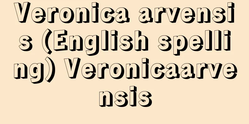 Veronica arvensis (English spelling) Veronicaarvensis