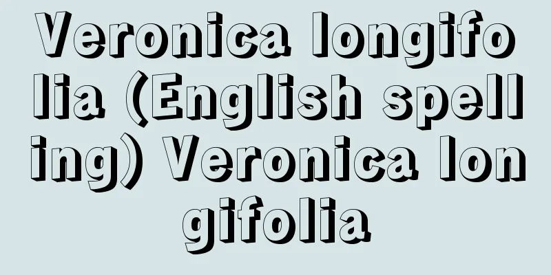 Veronica longifolia (English spelling) Veronica longifolia