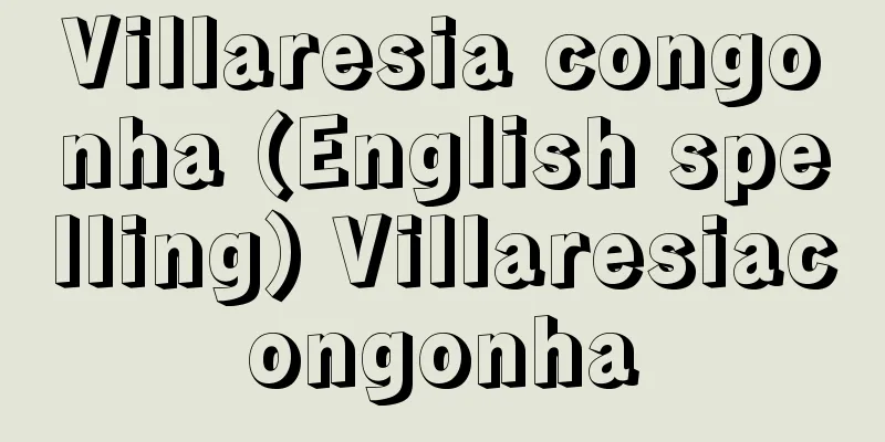 Villaresia congonha (English spelling) Villaresiacongonha