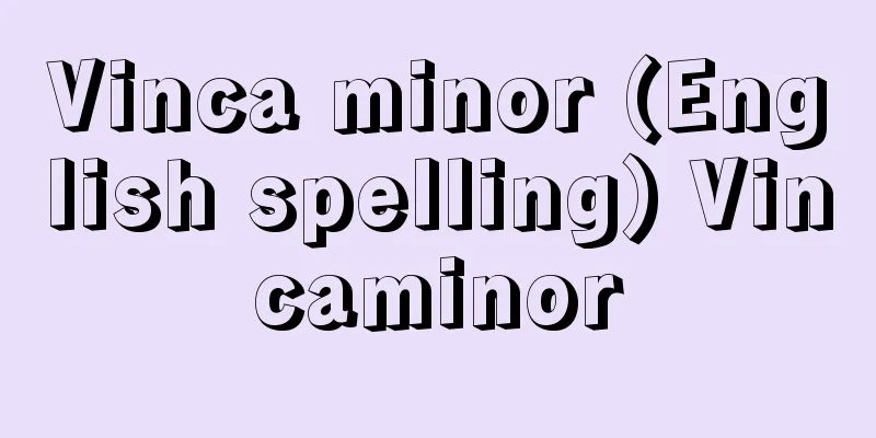 Vinca minor (English spelling) Vincaminor