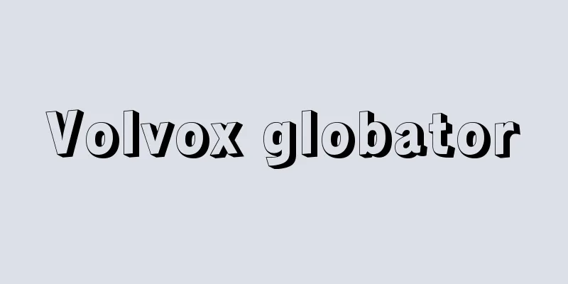 Volvox globator