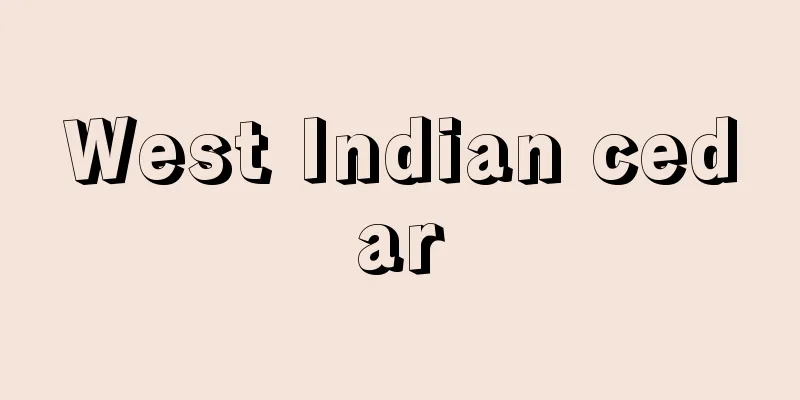 West Indian cedar