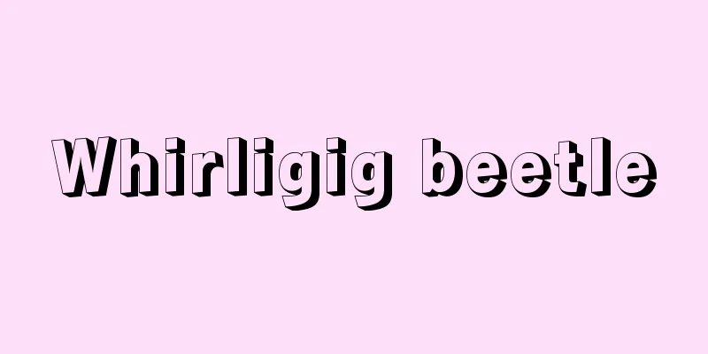 Whirligig beetle