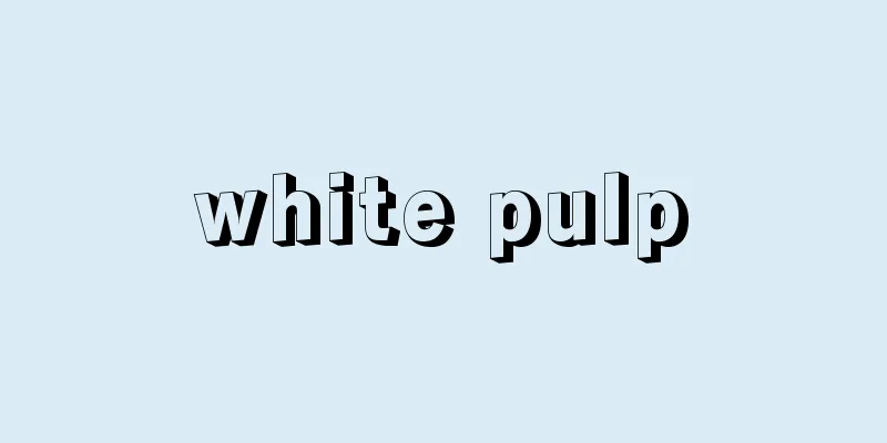 white pulp