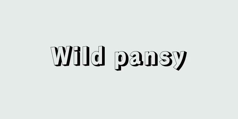 Wild pansy