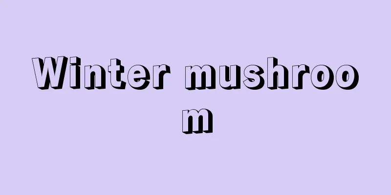 Winter mushroom