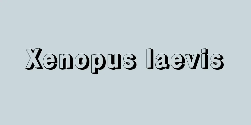 Xenopus laevis