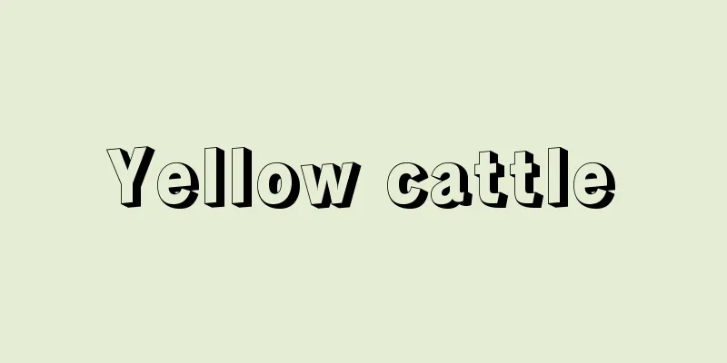 Yellow cattle