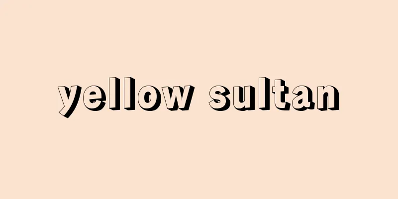 yellow sultan