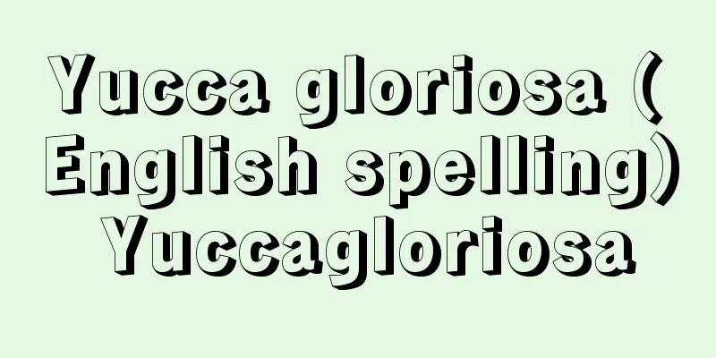 Yucca gloriosa (English spelling) Yuccagloriosa