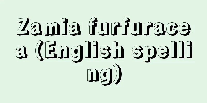 Zamia furfuracea (English spelling)