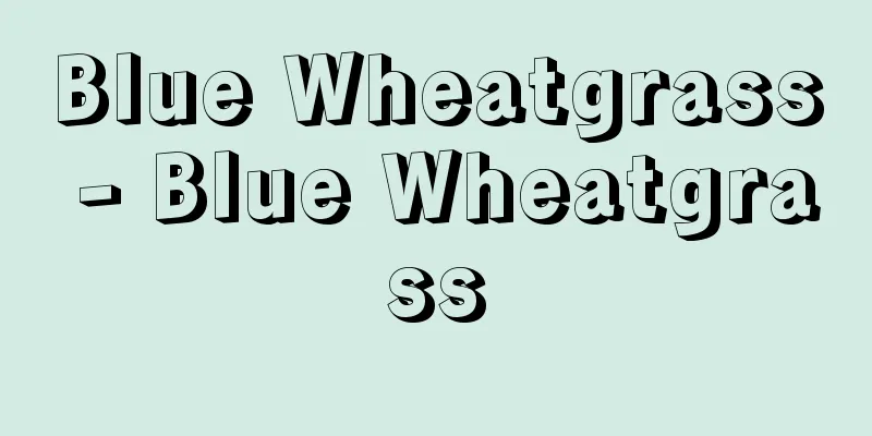 Blue Wheatgrass - Blue Wheatgrass
