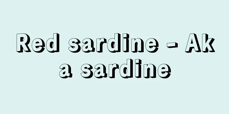 Red sardine - Aka sardine