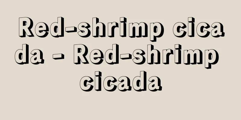 Red-shrimp cicada - Red-shrimp cicada