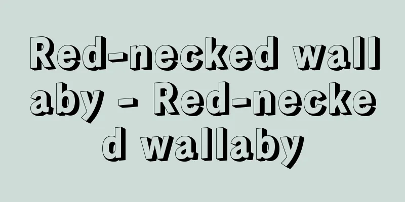 Red-necked wallaby - Red-necked wallaby