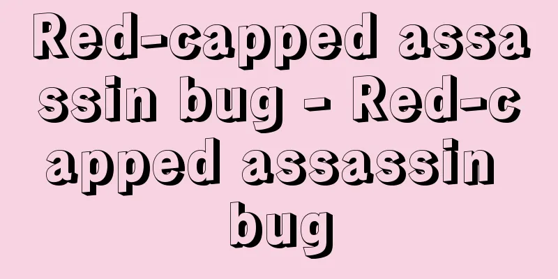 Red-capped assassin bug - Red-capped assassin bug