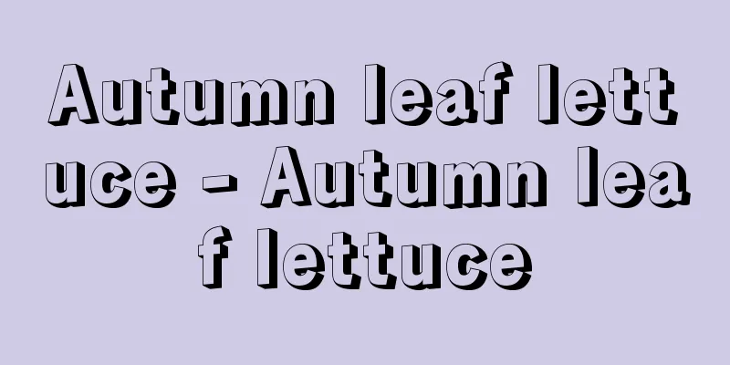 Autumn leaf lettuce - Autumn leaf lettuce