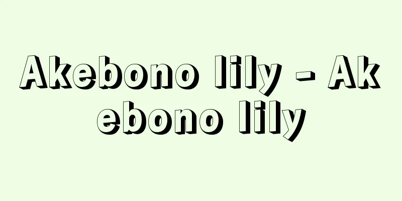 Akebono lily - Akebono lily
