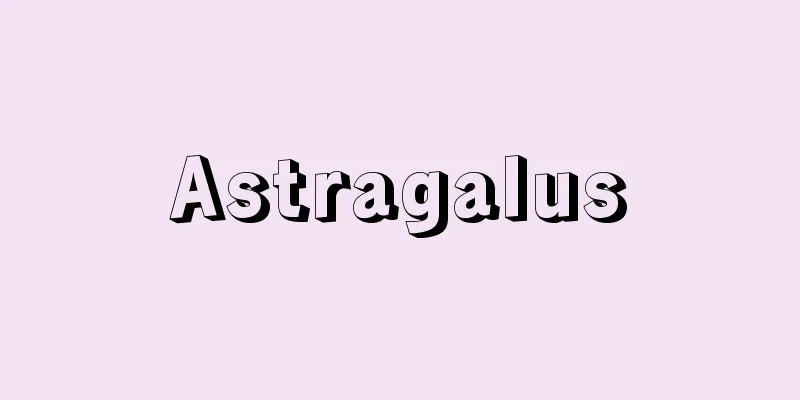 Astragalus