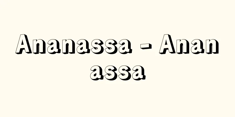 Ananassa - Ananassa