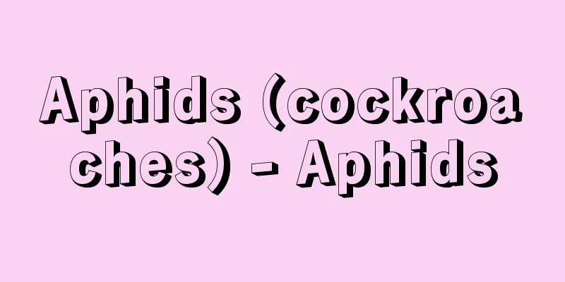 Aphids (cockroaches) - Aphids
