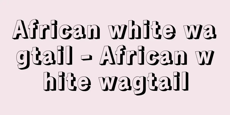 African white wagtail - African white wagtail