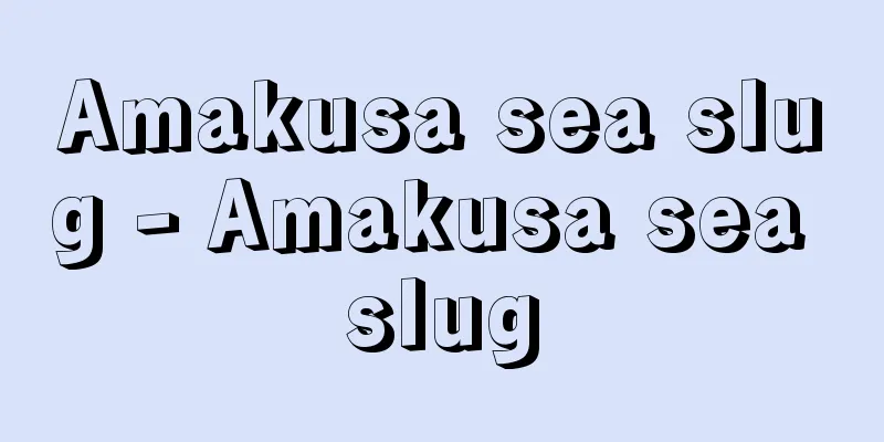 Amakusa sea slug - Amakusa sea slug