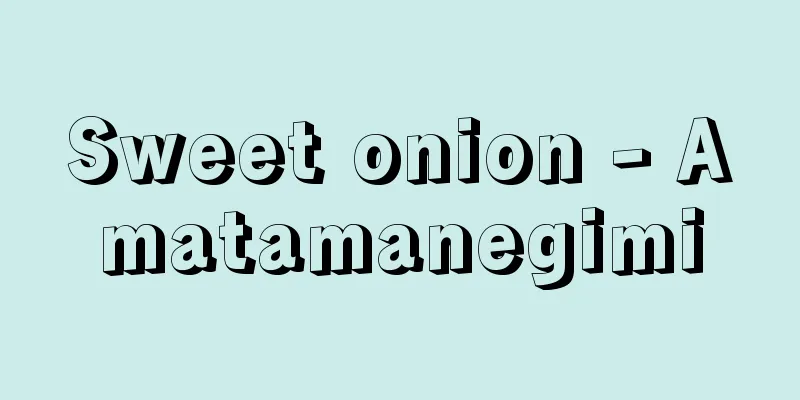 Sweet onion - Amatamanegimi