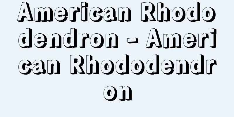 American Rhododendron - American Rhododendron