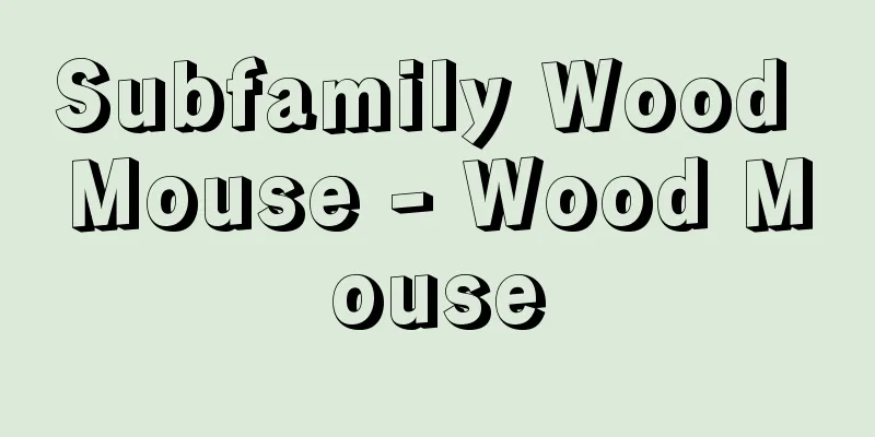 Subfamily Wood Mouse - Wood Mouse
