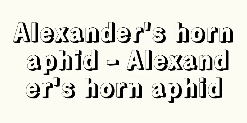 Alexander's horn aphid - Alexander's horn aphid