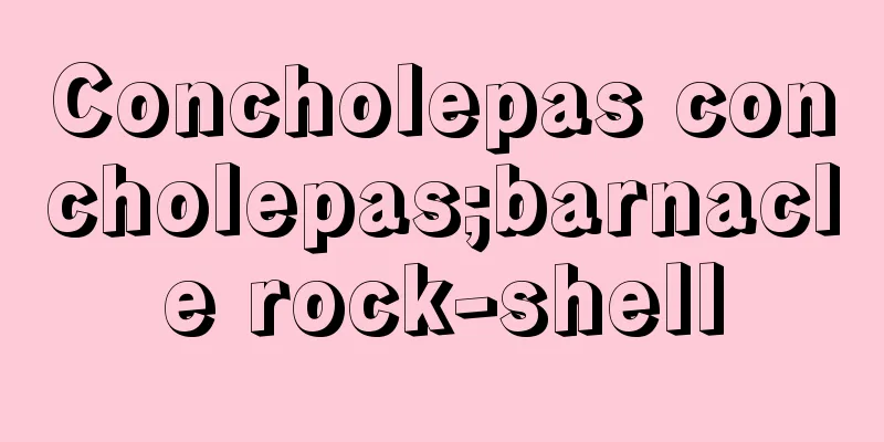 Concholepas concholepas;barnacle rock-shell