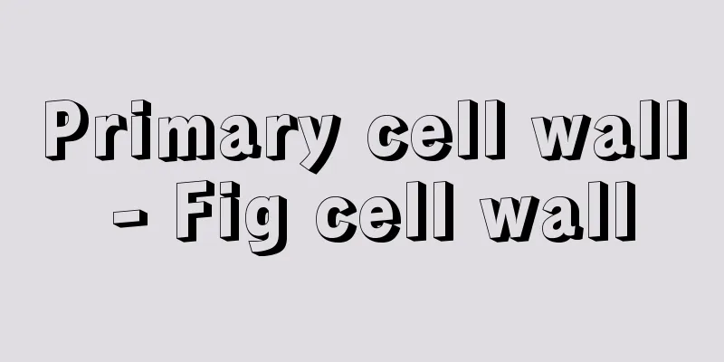 Primary cell wall - Fig cell wall