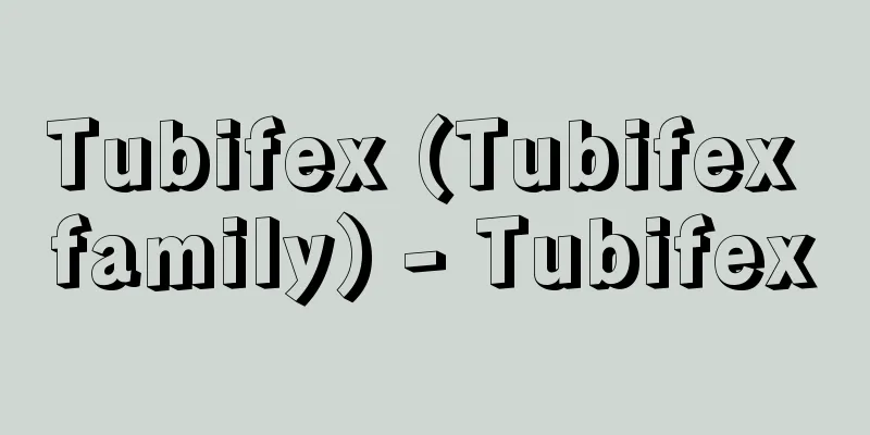 Tubifex (Tubifex family) - Tubifex
