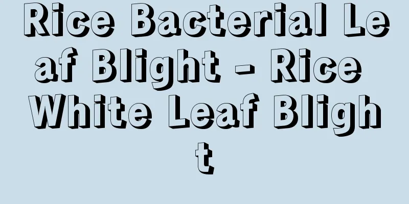 Rice Bacterial Leaf Blight - Rice White Leaf Blight