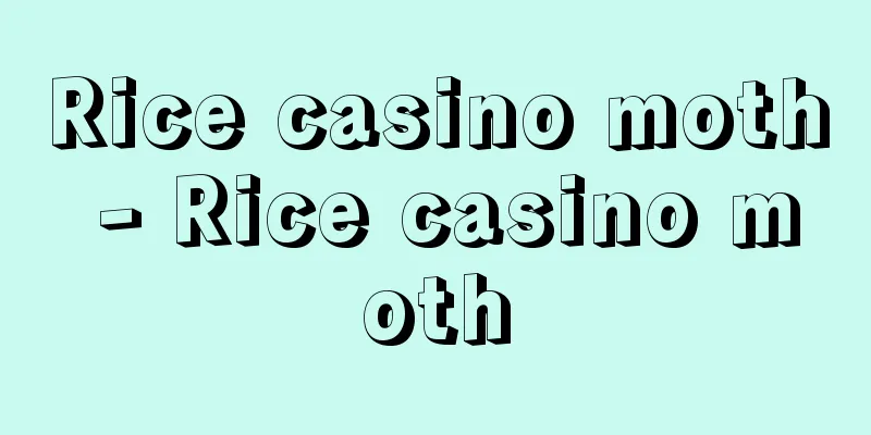Rice casino moth - Rice casino moth