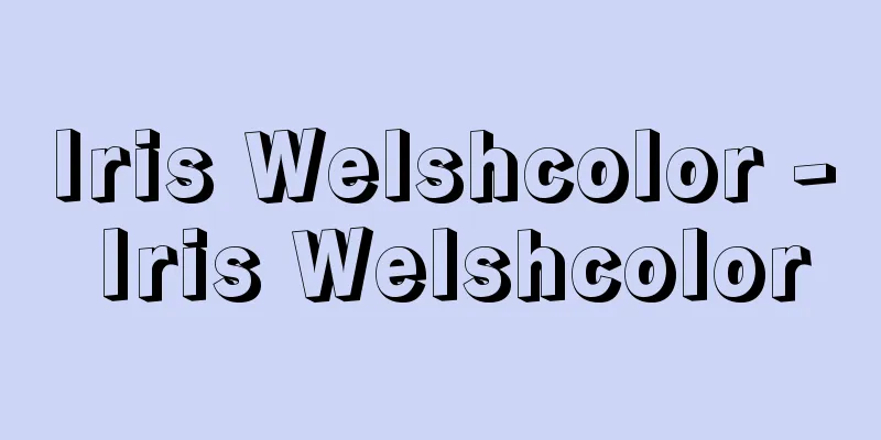 Iris Welshcolor - Iris Welshcolor