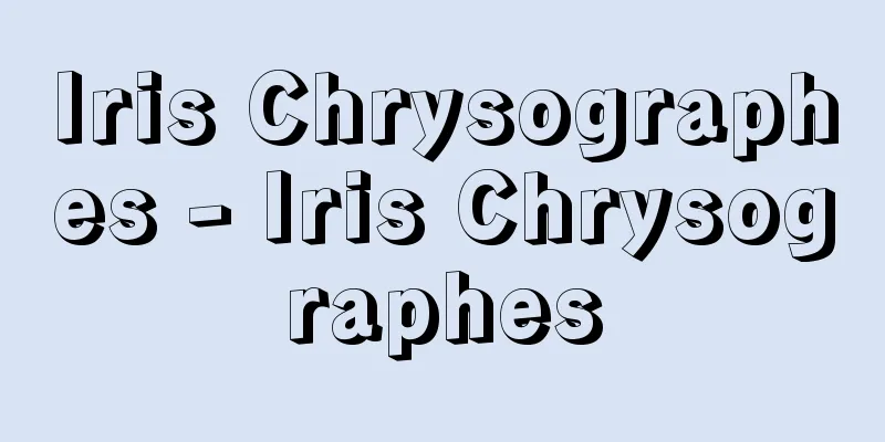Iris Chrysographes - Iris Chrysographes