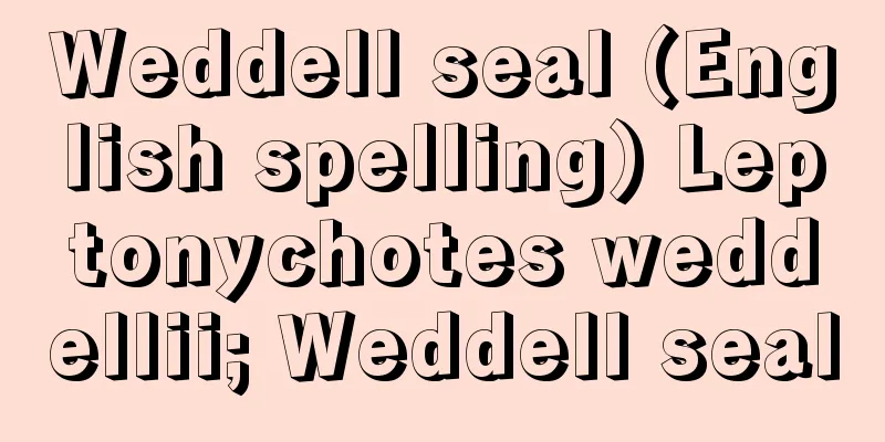 Weddell seal (English spelling) Leptonychotes weddellii; Weddell seal