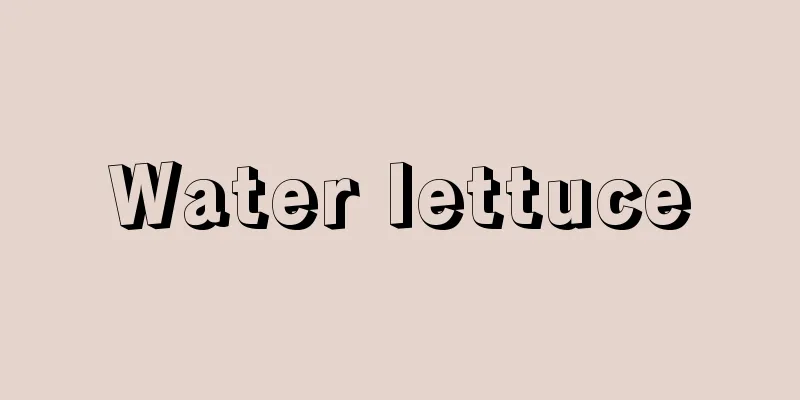 Water lettuce