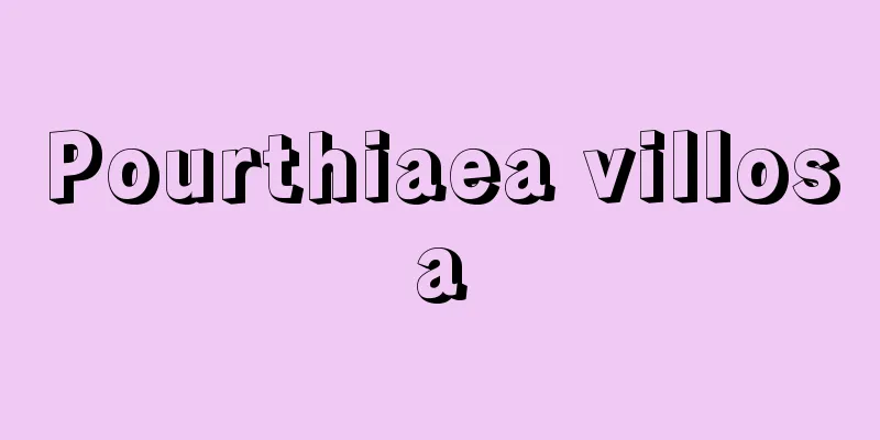 Pourthiaea villosa