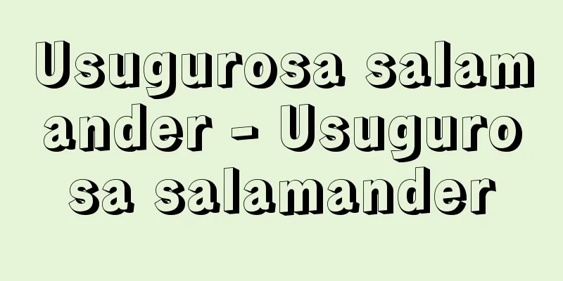Usugurosa salamander - Usugurosa salamander