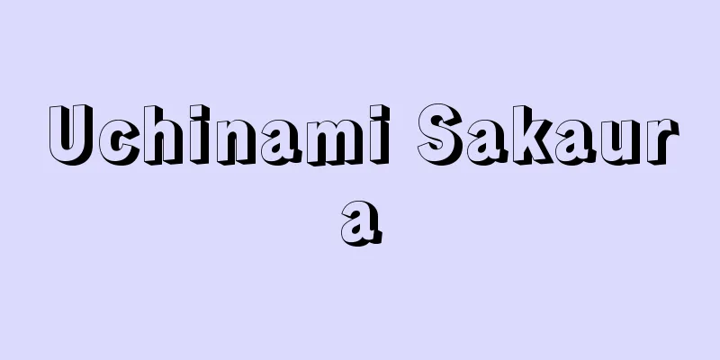 Uchinami Sakaura