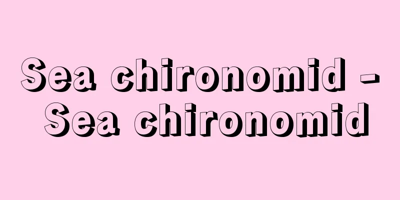 Sea chironomid - Sea chironomid