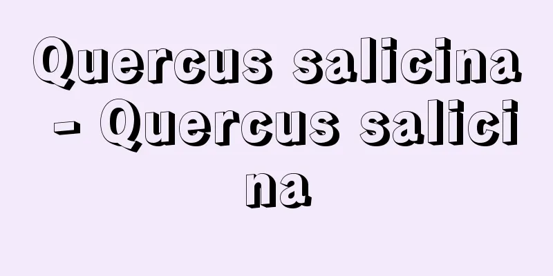 Quercus salicina - Quercus salicina