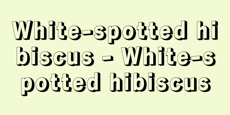 White-spotted hibiscus - White-spotted hibiscus