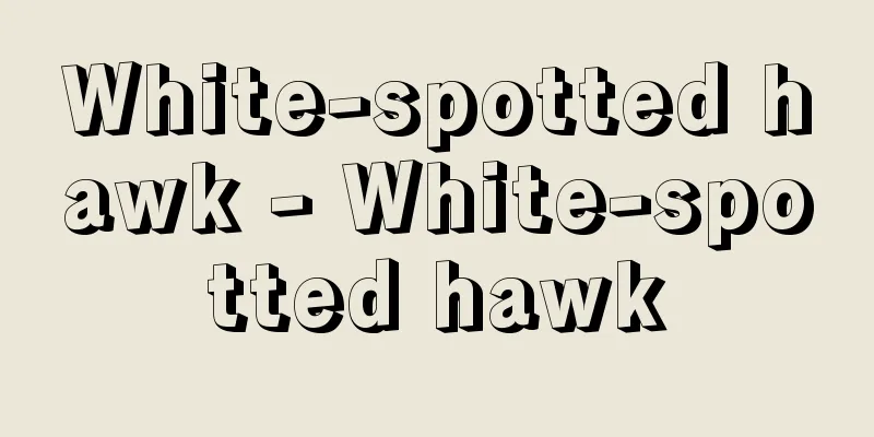 White-spotted hawk - White-spotted hawk