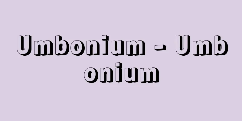 Umbonium - Umbonium